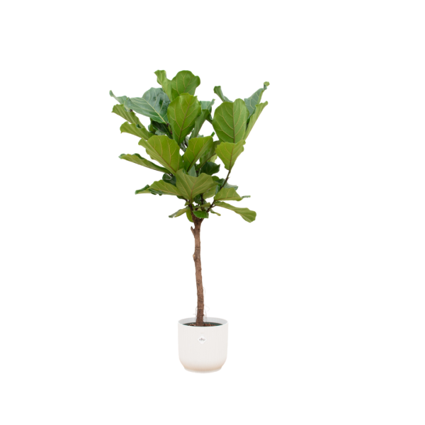 Ficus lyrata stam 170cm